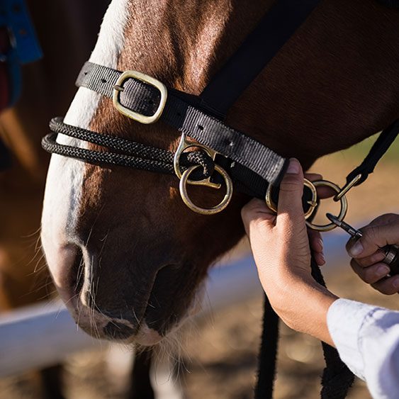 NaehezumPferd_Leistungen